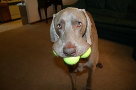 cão com bolas tenis